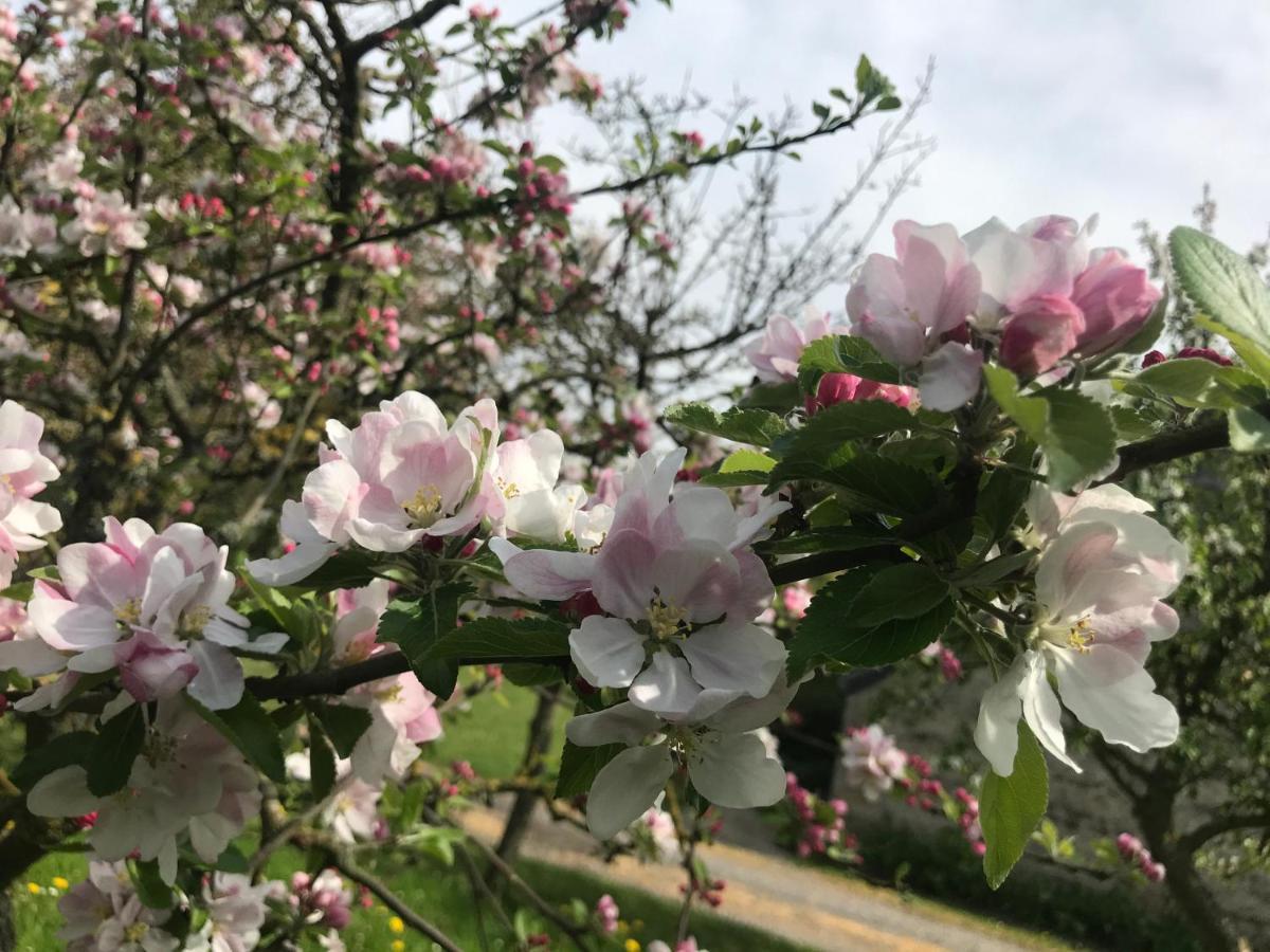 Normandia Du Lieu Foison Villa Nonant Eksteriør billede